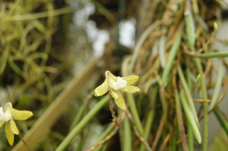 Dockrillia bowmanii 00710