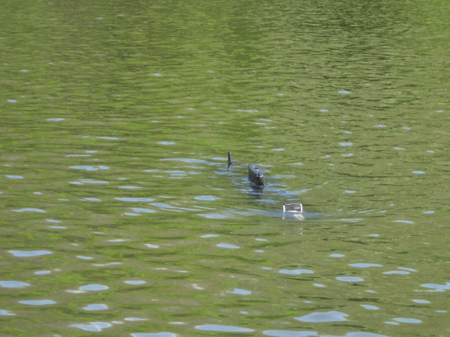 Sub Day at Bournville 16th May 2015 Img_4513