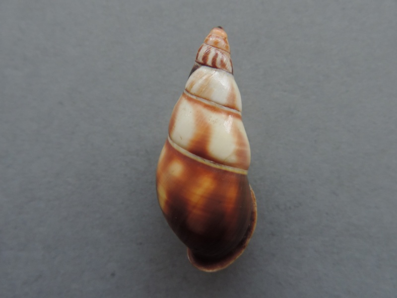 Amphidromus contrarius hanieli (Rensch, 1931) Dscn2236
