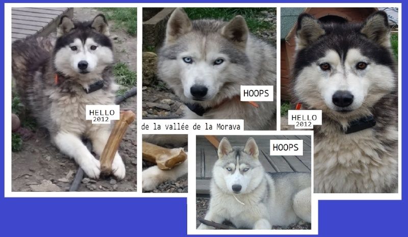 HELLO et HOOPS 2 femelles huskies 3 ans PART03 ADOPTEES Captur24