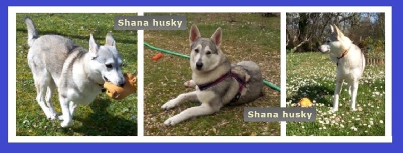 Shana husky 11 mois... de la souffrance à la delivrance ASSO24 - Page 2 Captur41