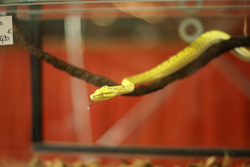 Reptishow Avril 2015 Dsc07525