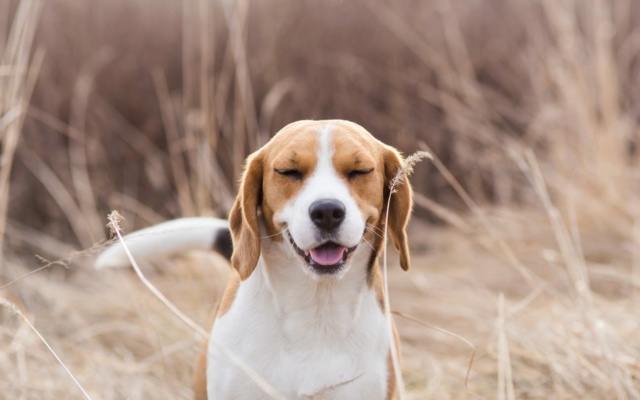 Pourquoi mon chien éternue-t-il lorsqu’il est content ? Istock14