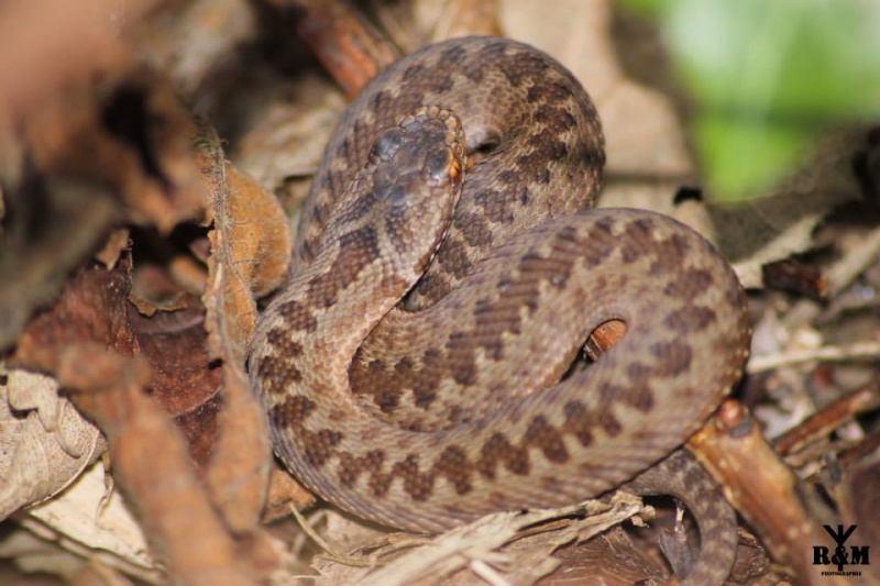 Vipera Berus (vipère péliade)  Berus_13