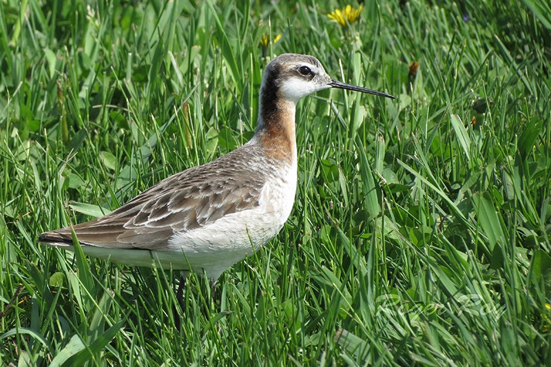 Phalarope de Wilson 2015-041