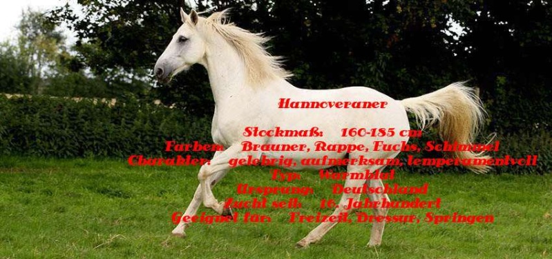 Hannoveraner Image_24