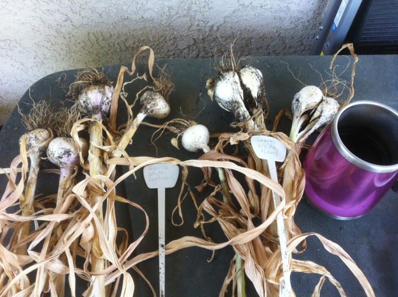 May: What to plant in Northern California and Central Valley areas Garlic10