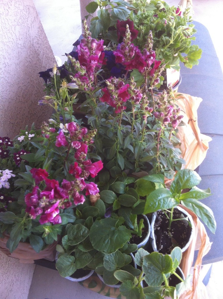 Home Depot Spring Black Friday Sale - $2.00 starter plants Sale_h10