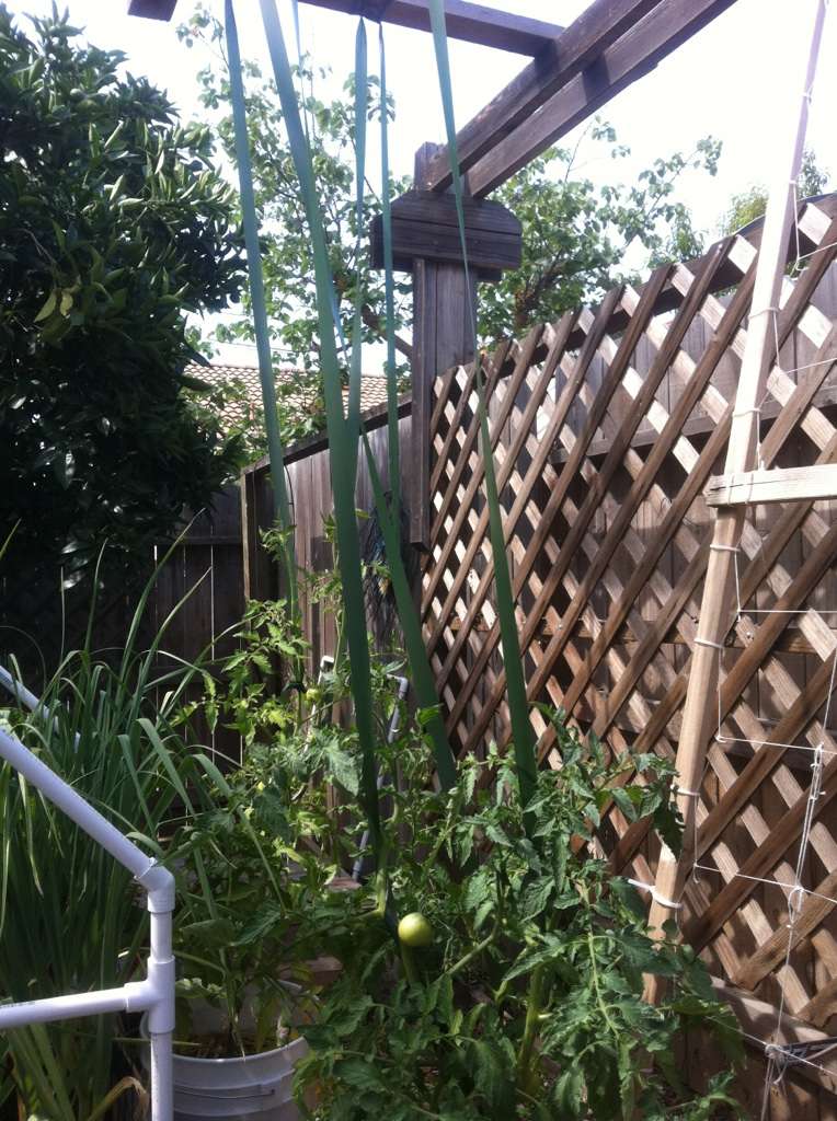 Ideas for Trellises for a Small Greenhouse? Tomato21