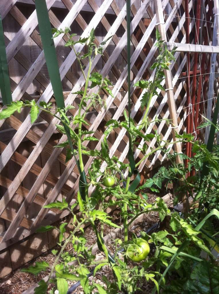 Ideas for Trellises for a Small Greenhouse? Tomato22