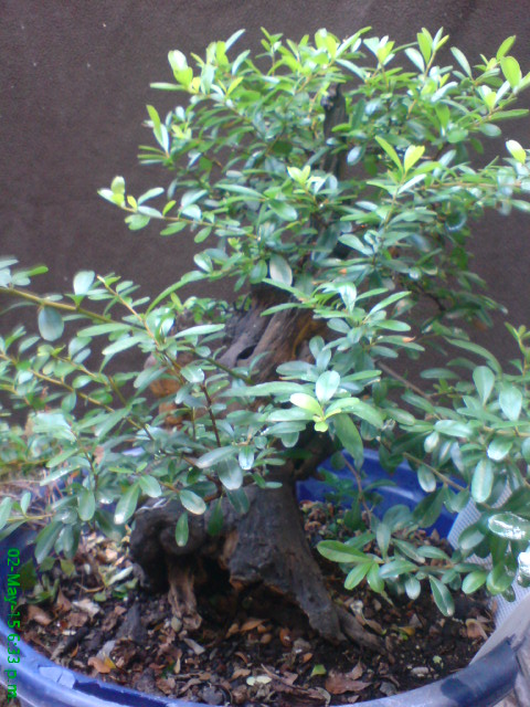 help me with this old pyracantha? Imagen12