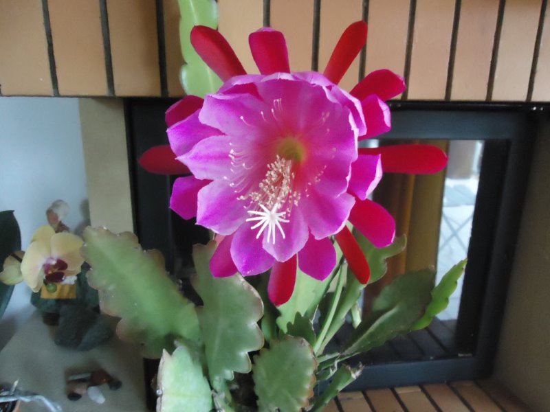 Epiphyllum pegasus en fleurs Dsc03113