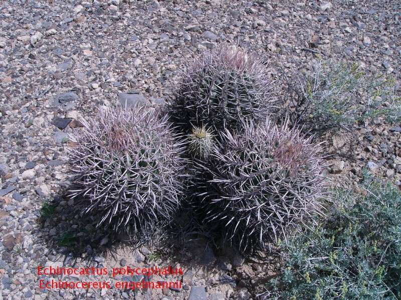Echinocactus polycephalus 136