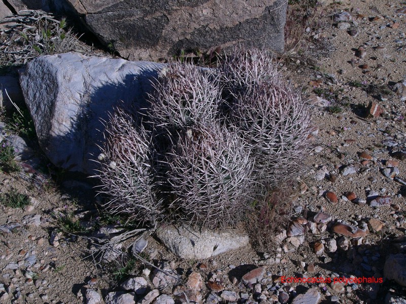 Echinocactus polycephalus 146
