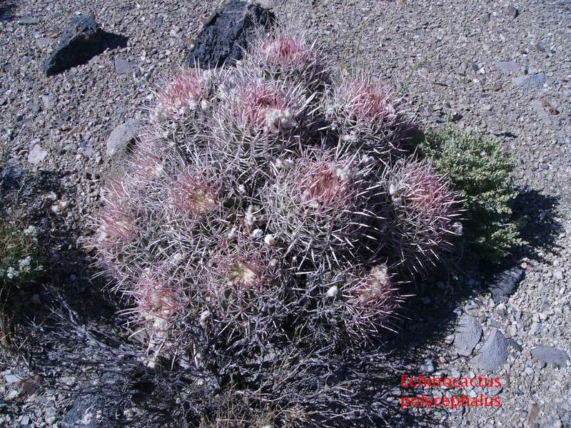 Echinocactus polycephalus 148