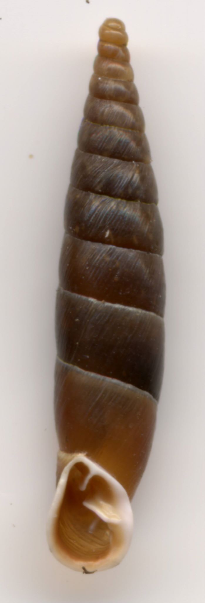 Cochlodina incisa (Küster, 1876) 19566610