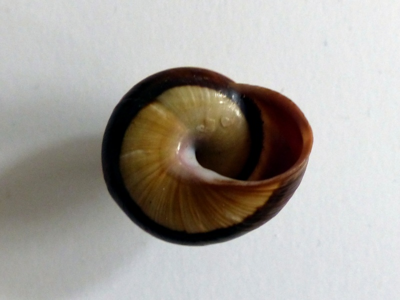 Coryda alauda alauda (Férussac,1821) P1010111