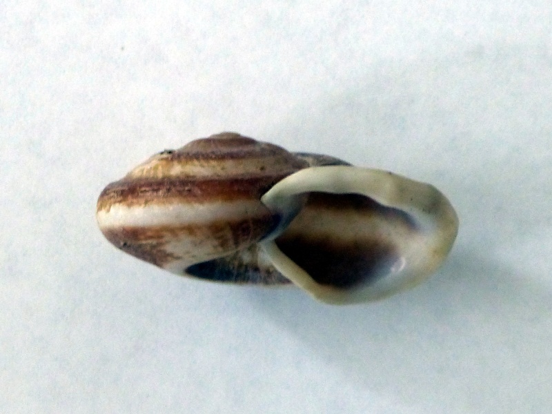 Ampelita sepulcralis (Férussac, 1821) P1010115