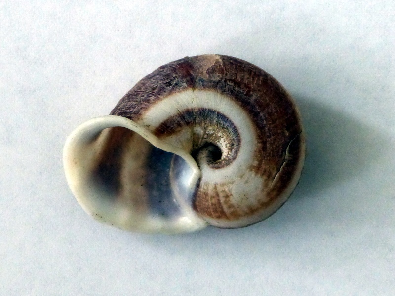 Ampelita sepulcralis (Férussac, 1821) P1010116