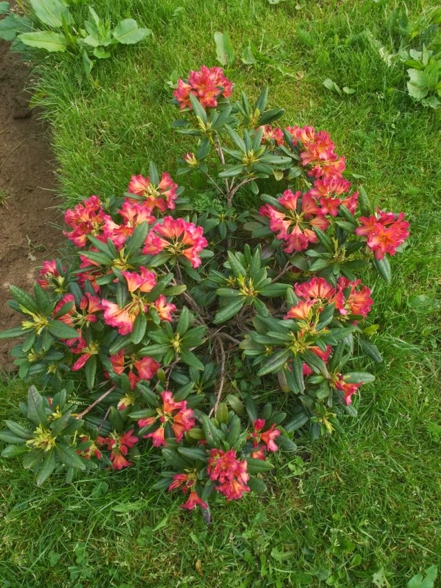 Rhododendron - espèces, variétés, floraisons - Page 5 Tmp_3411
