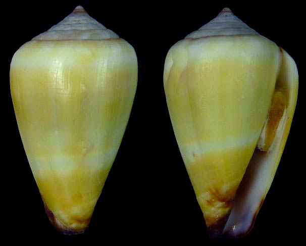 Conus (Lautoconus) fuscoflavus  Röckel, Rolán & Monteiro, 1980 Sans-t12