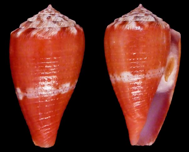 Conus (Dauciconus) kukulcan  Petuch 1980 Sans-t14