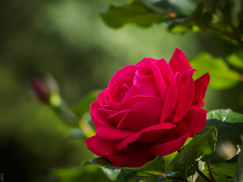 Hors défi Thème de Mai 2015 " FLEUR(S) "(fin le 24) Rose10