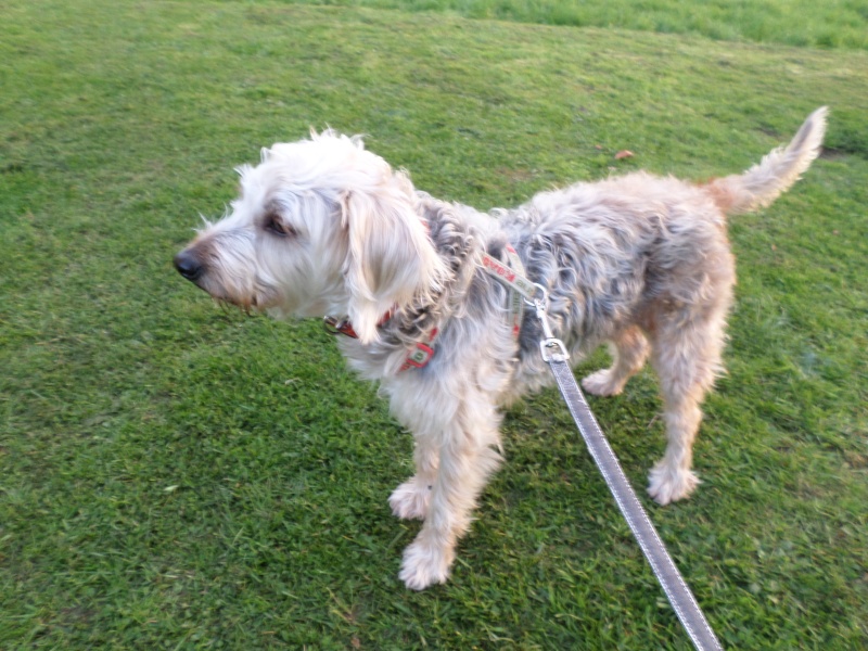 DAFFIE, gentille petite croisée griffon/york de 7 ans  Sam_1810