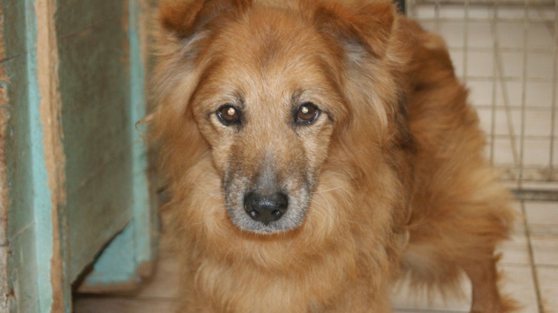 Grand SOS pour Pacha XSpitz de 9 ans (DCD) 11041910