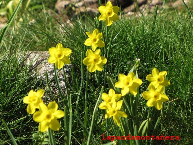 20150509 - GUADARRAMA - PEÑA LINDERA 01012