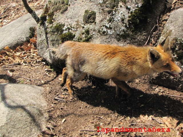 20150411 - LA PEDRIZA - EL LABERINTO 08511