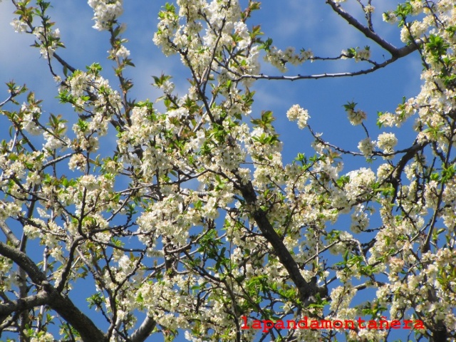 20150404 - VALLE DEL JERTE - FLORACIÓN DE LOS CEREZOS 22310