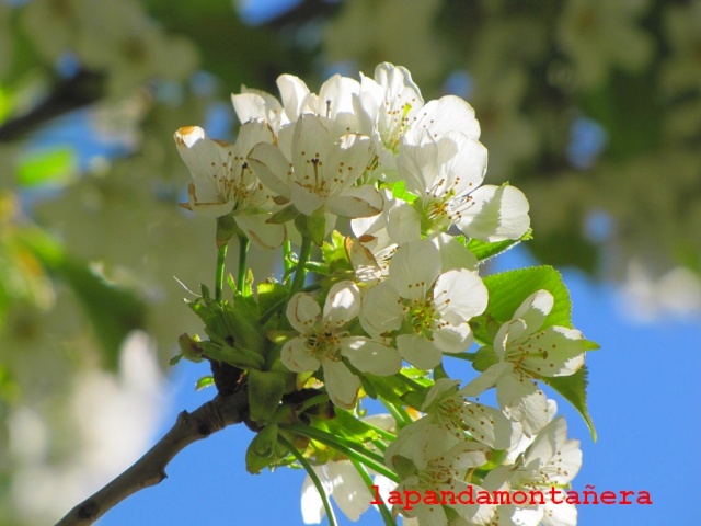 20150404 - VALLE DEL JERTE - FLORACIÓN DE LOS CEREZOS 23610