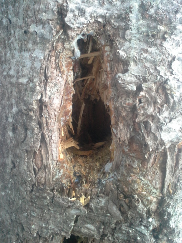 Nouveaux trou dans un arbre 20150416