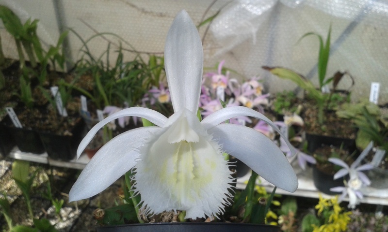 Pleione formosana alba  20150415