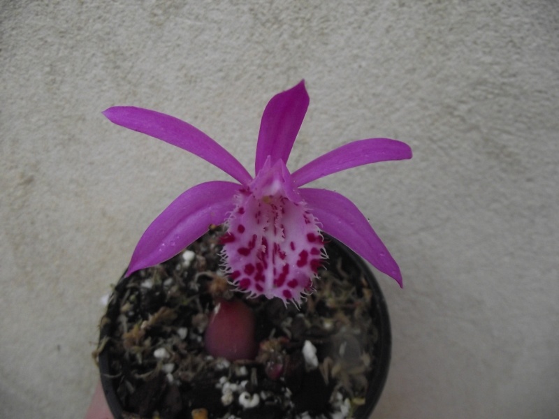 Pleione bulbocodioides Dscf7214