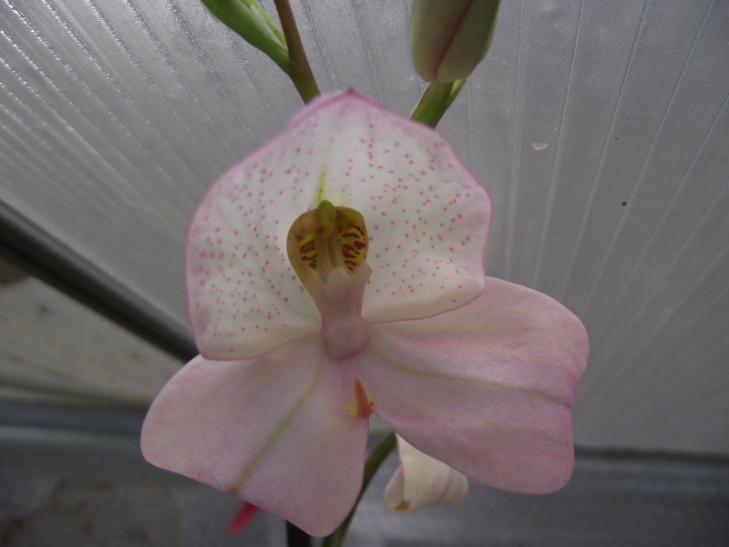 Disa Colette Cywes Blush Dscf7233