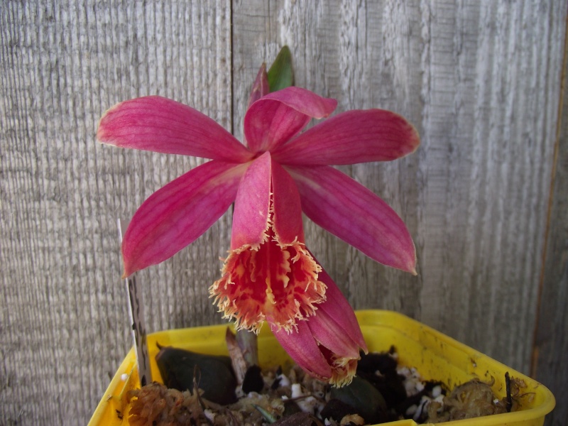 Pleione Caroli 'Cape Robin' Dscf7515