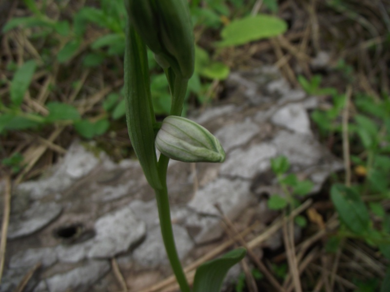 Ophrys fuciflora Dscf7629