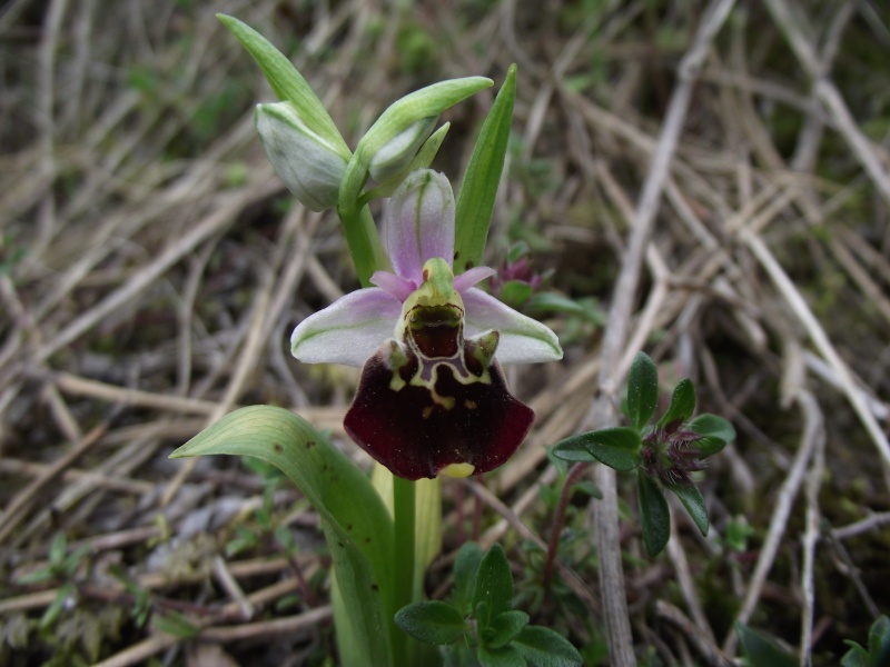 Ophrys fuciflora Dscf7630