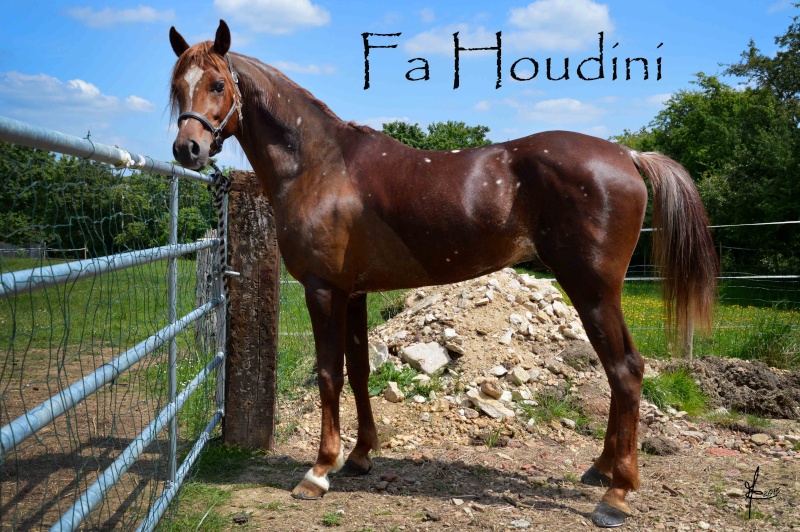 Fa Houdini,  étalon pur égyptien 6 ans Mai_2010