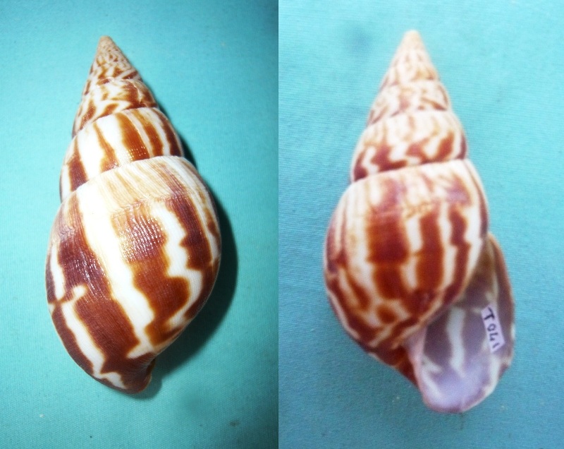 Achatina weynsi (Dautzenberg, 1891) 00511