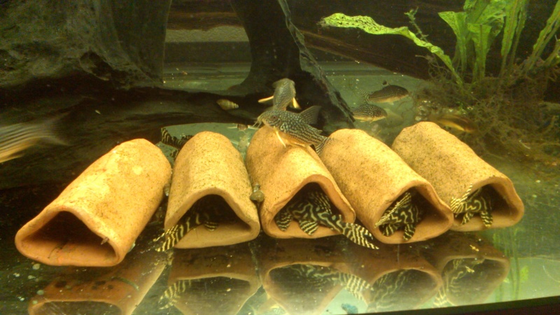 180litres Igarape Hypancistrus et corydoras Img_2010