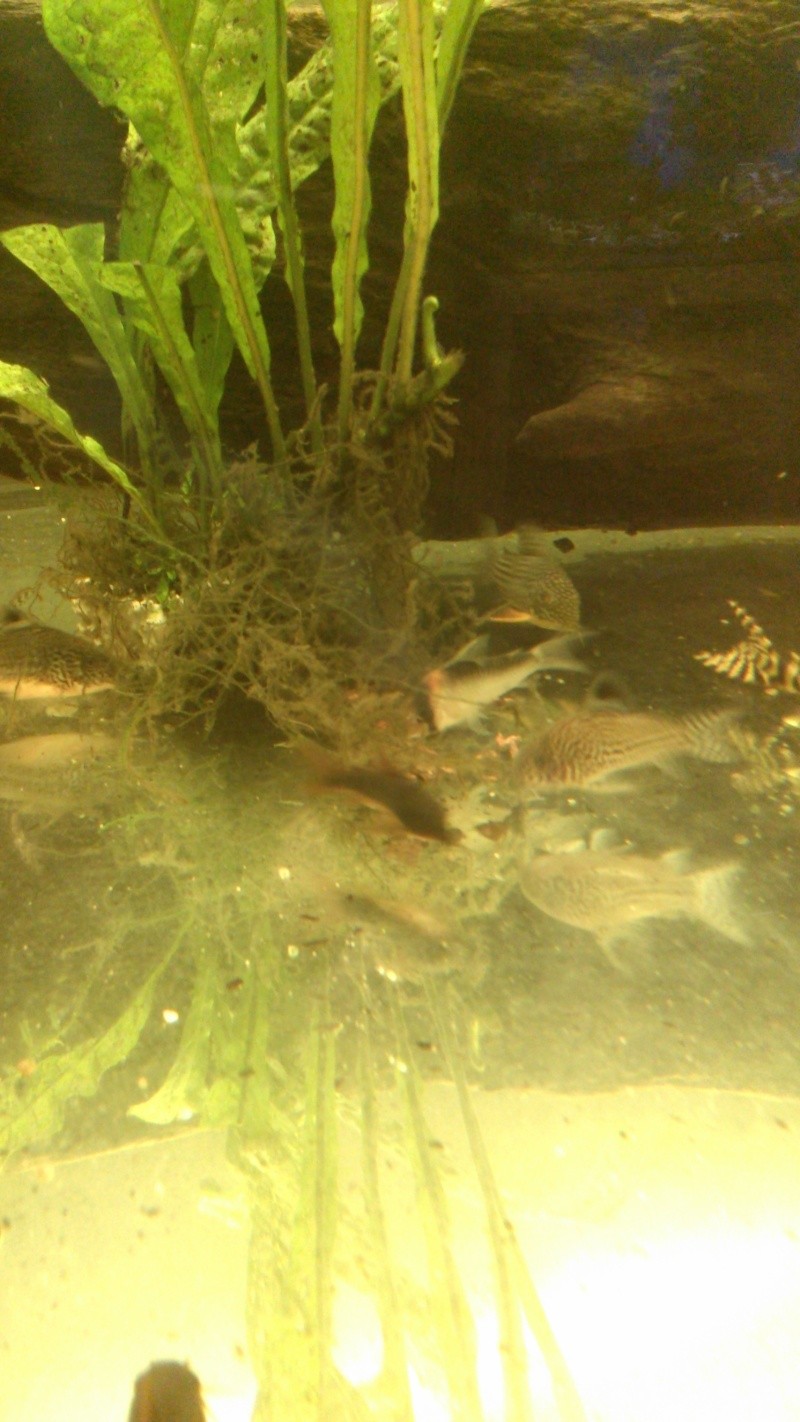 180litres Igarape Hypancistrus et corydoras Img_2014