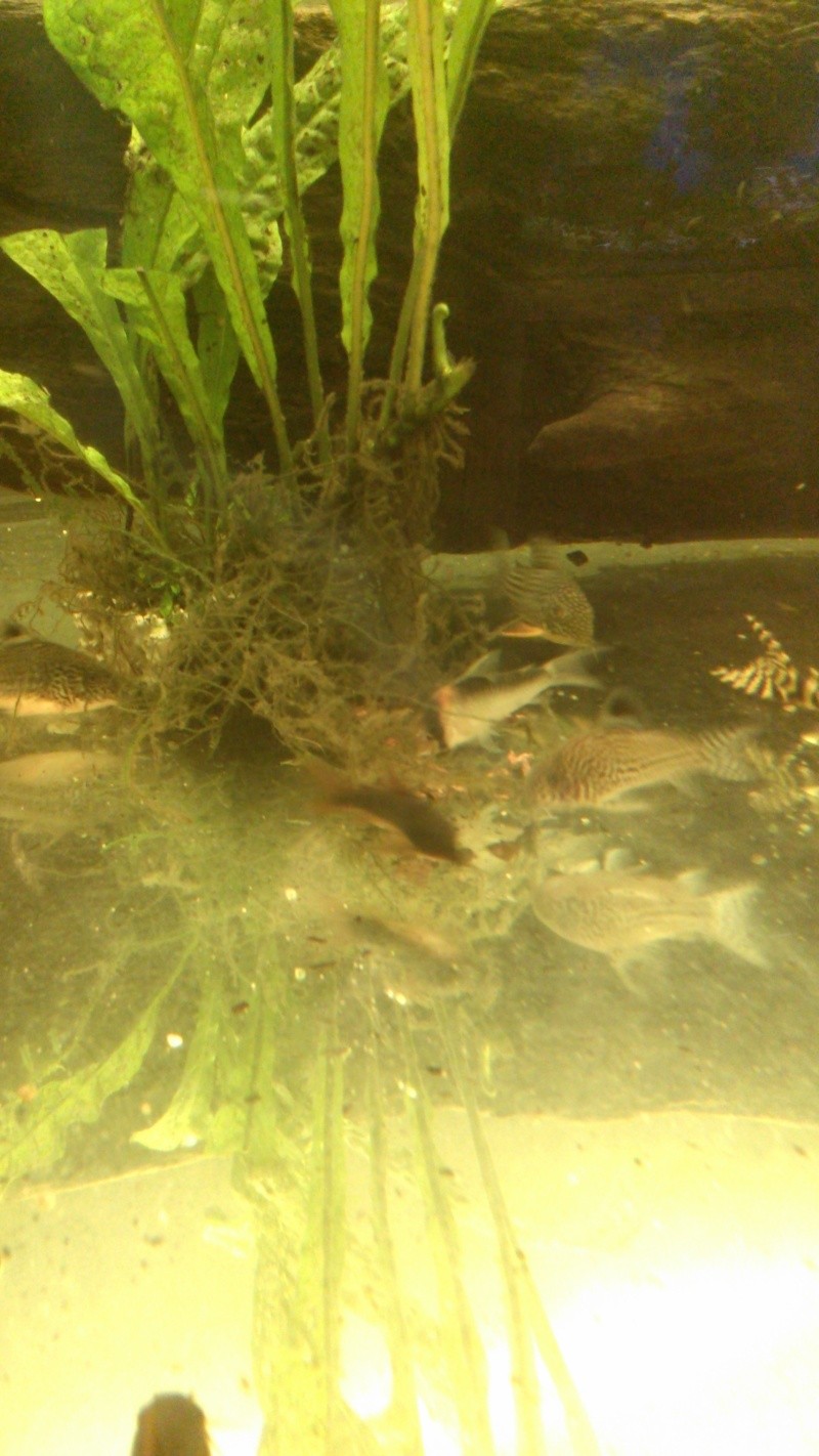 180litres Igarape Hypancistrus et  corydoras Img_2014