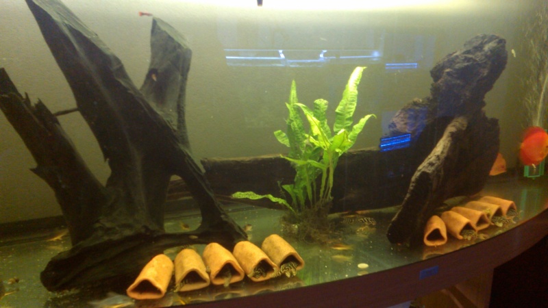 180litres Igarape Hypancistrus et  corydoras Img_2015