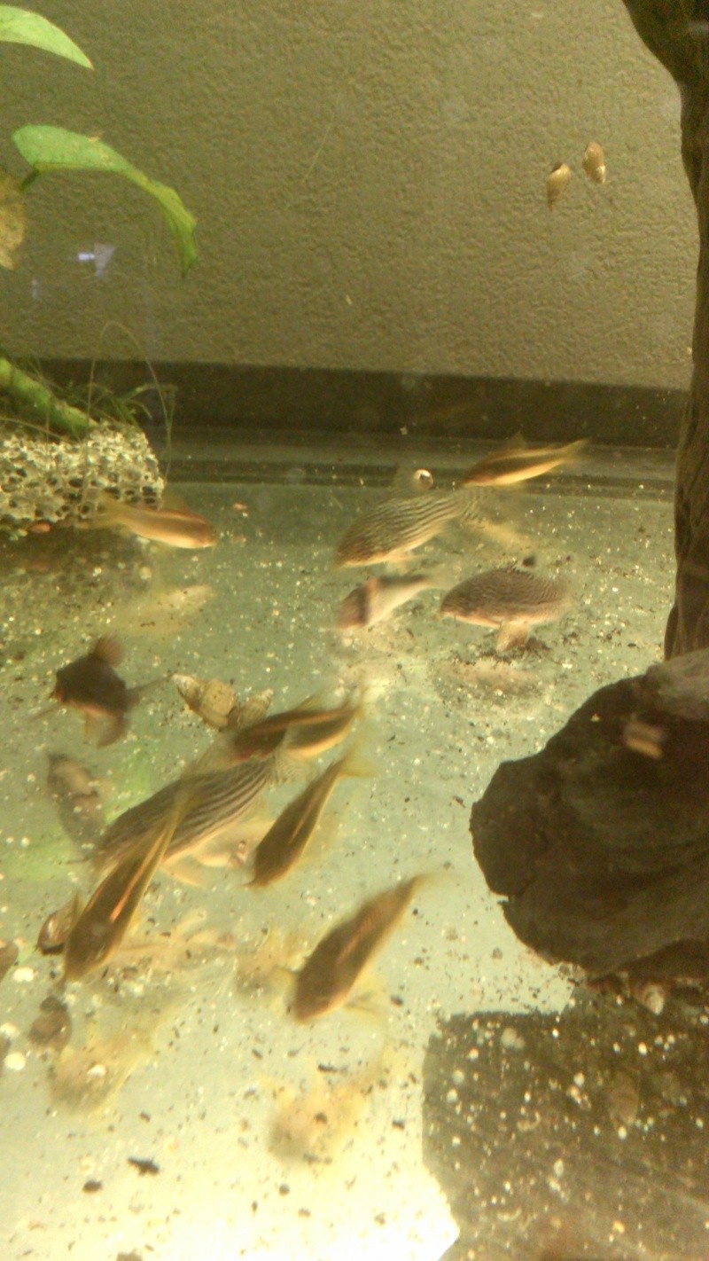 180litres Igarape Hypancistrus et  corydoras Img_2016