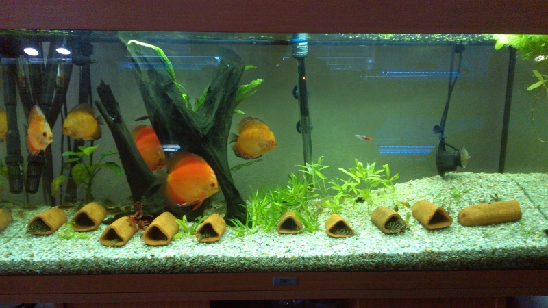 180litres Igarape Hypancistrus et corydoras Img_2030