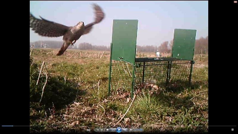 Qui a mangé ce perdreau ? Rapace11