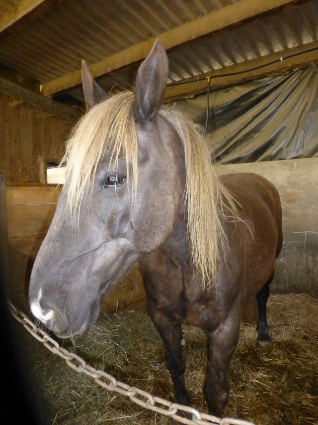 LOUISE - ONC x Comtois née en 2002 - adoptée  en janvier 2017 par Mélanie  P1020934